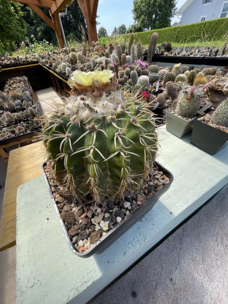 Wigginsia malacocarpus